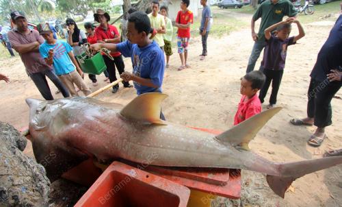 IKAN YU KEMAJAN