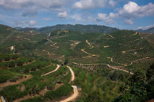LADANG DURIAN 404.68 HEKTAR