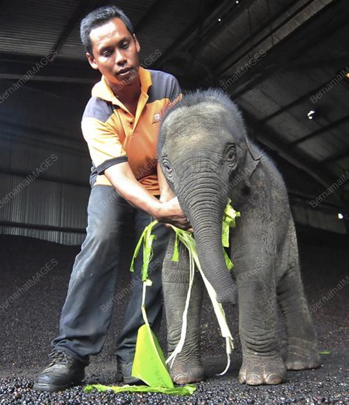 PH04_14072013_GAJAH