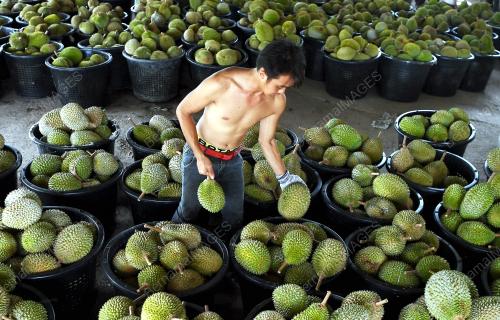 PH04_14072018_DURIAN