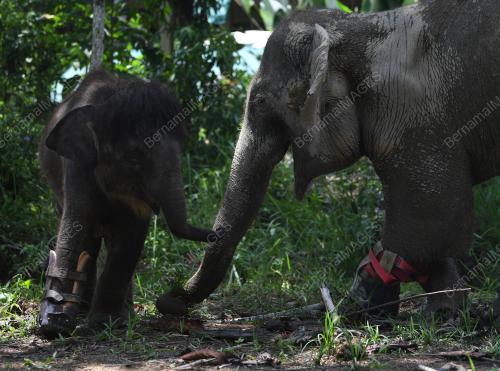PH04_15102019_GAJAH_KUDUNG