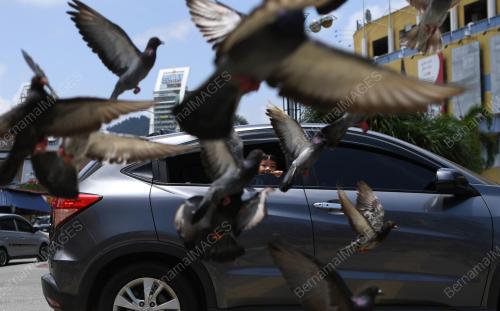 BURUNG MERPATI TARIKAN PELANCONGAN