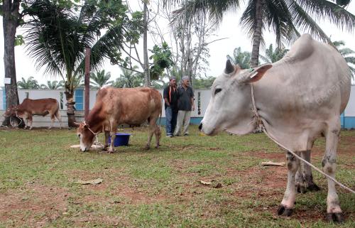 TINJAUAN LEMBU KORBAN
