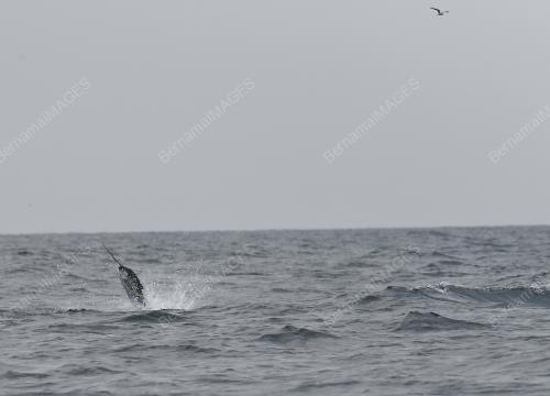 PH04_16092018_BILLFISH