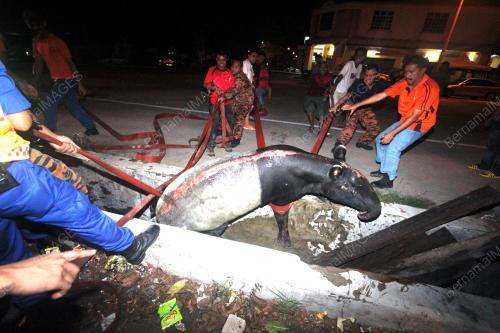 TAPIR TERPERANGKAP DALAM PARIT