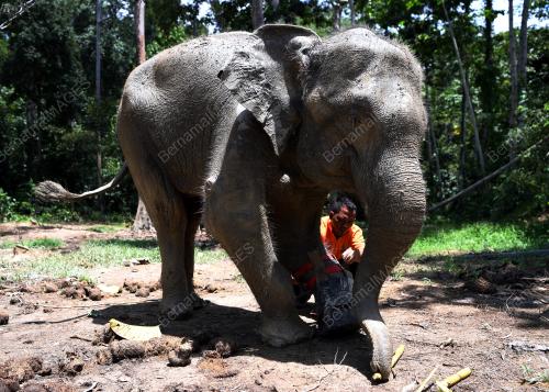 PH04_17102019_GAJAH_KUDUNG