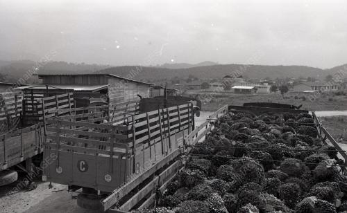 FELDA BUKIT DAMAR