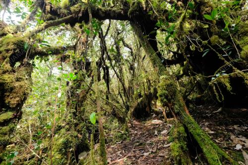 HUTAN MOSSY DI CAMERON HIGHLANDS