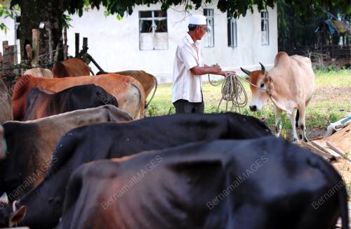 PH04_20082018_LEMBU