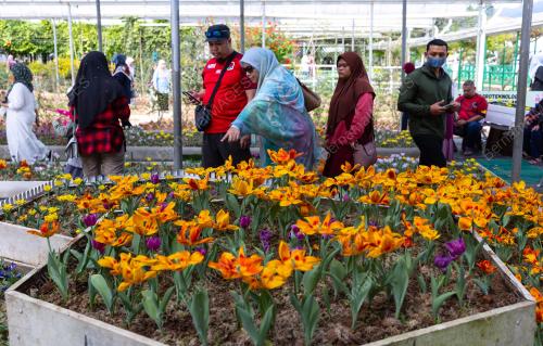 BUNGA TULIP