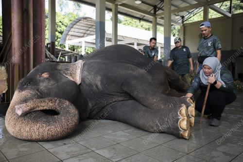 MAHUT (PENGEMBALA GAJAH) WANITA