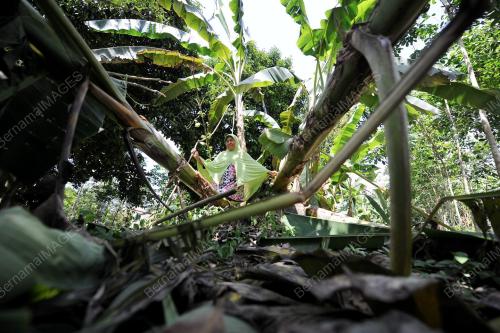 PH04_22062013_GAJAH