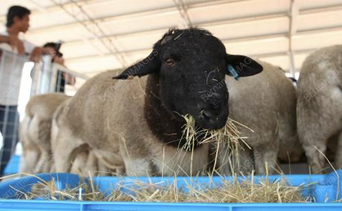 KAMBING DORPER