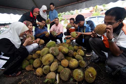 MOH MAKAN DURIAN UMP