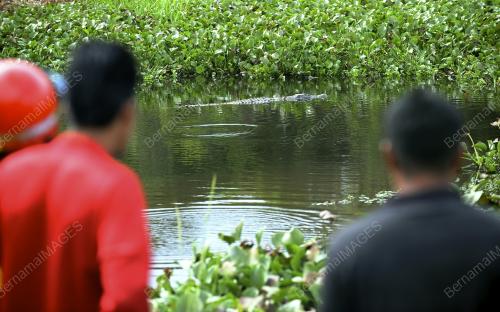 PH04_24012016_BUAYA