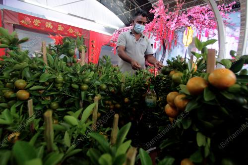 POKOK LIMAU KASTURI