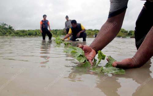 KEBUN TEMBIKAI DILANDA BANJIR
