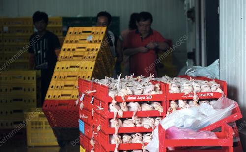 PH04_25072013_AYAM