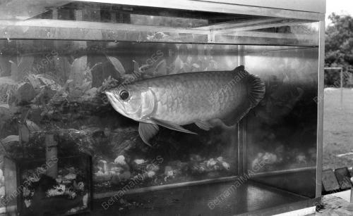 PH04_26012015_IKAN
