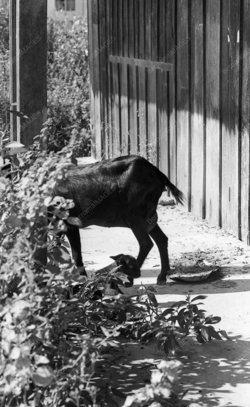 PH04_26012015_KAMBING