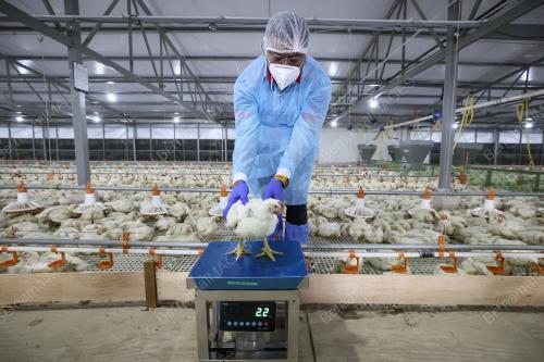 KOMPLEKS LADANG AYAM PEDAGING (SISTEM TERTUP) FELCRA