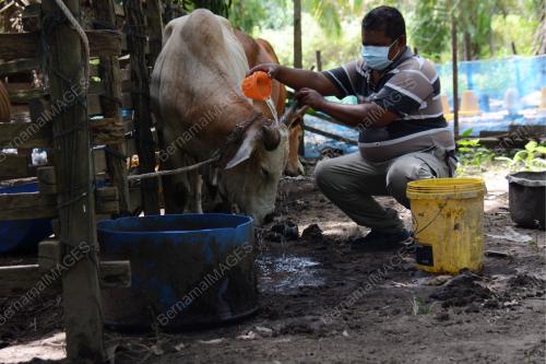 LEMBU KORBAN
