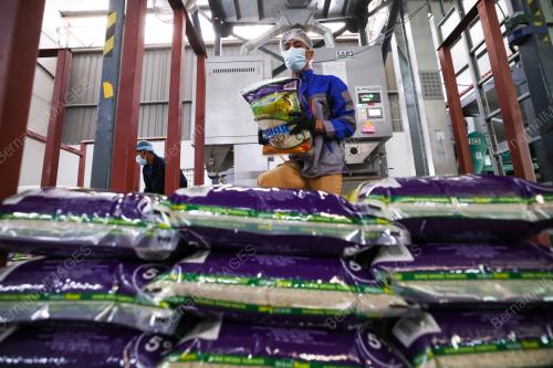 BERAS PUTIH TEMPATAN