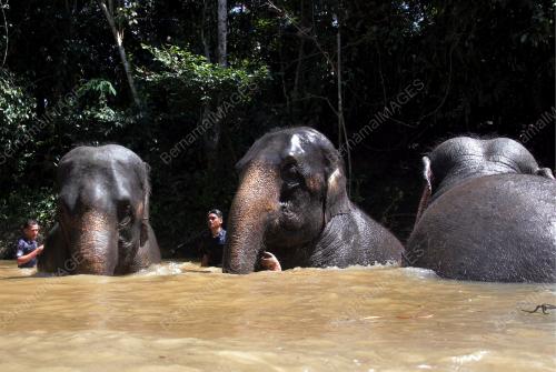 PUSAT KONSERVASI GAJAH KEBANGSAAN (PKGK) KUALA GANDAH