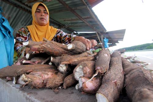 PH04_27112013_UBI_KAYU