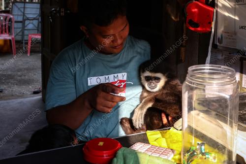 KAMPUNG ORANG ASLI TEMPAT PERSINGGAHAN SEEKOR UNGKA