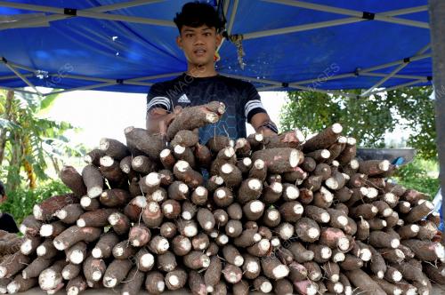 UBI KAYU MUSIM TENGKUJUH