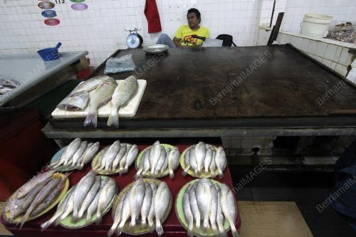 PH04_29122014_IKAN
