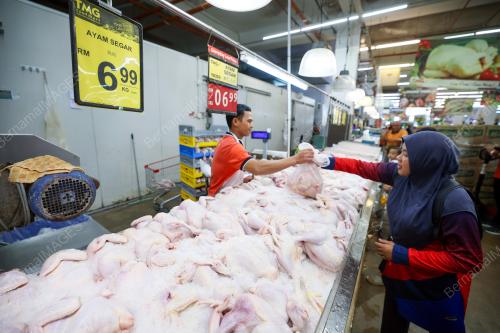 HARGA AYAM TERKAWAL