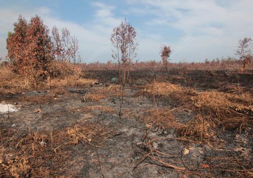 HUTAN TANAH GAMBUT TERBAKAR AKIBAT CUACA PANAS