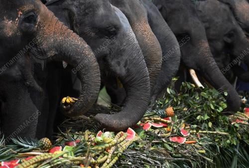 PH05_02092018_GAJAH_BN201809017120