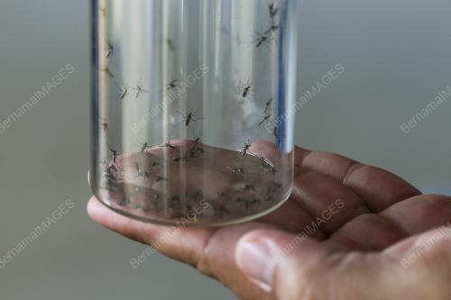 NYAMUK AEDES BERWOLBACHIA