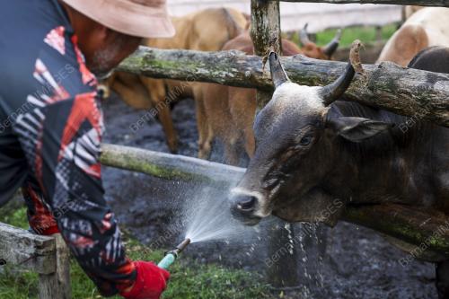 LEMBU KORBAN AIDILADHA