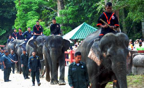 PH05_05092015_GAJAH