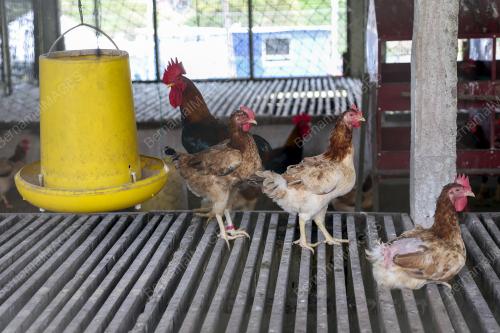 AYAM SAGA