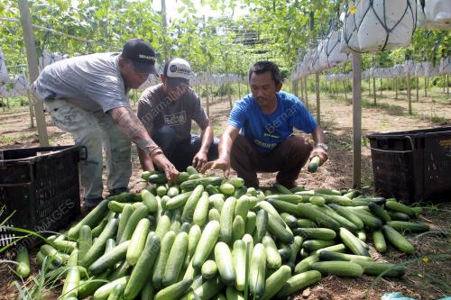 PH05_06122015_KEBUN