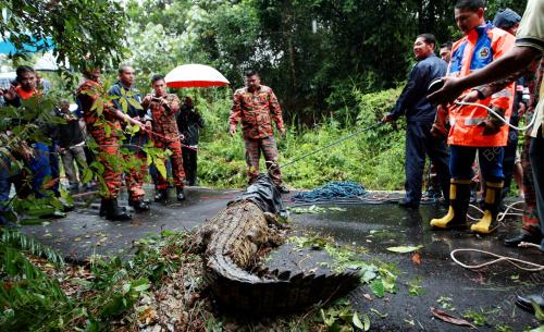 BUAYA