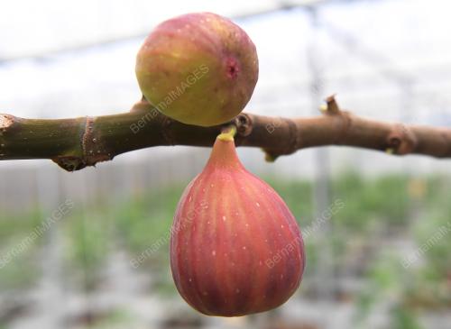 PH05_08042019_BUAH_TIN