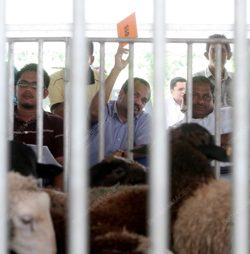 KAMBING DORPER