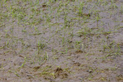 PESAWAH KERUGIAN AKIBAT BANJIR