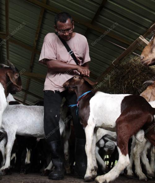 TINJAUAN KAMBING UNTUK DIKORBANKAN