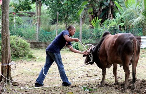 PH05_10082019_LEMBU
