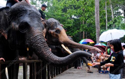 PUSAT GAJAH