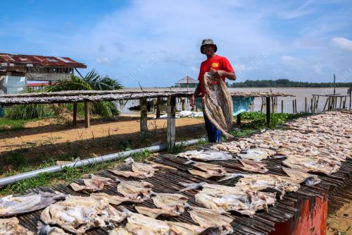 CUACA PANAS RAHMAT BUAT PENGUSAHA IKAN MASIN
