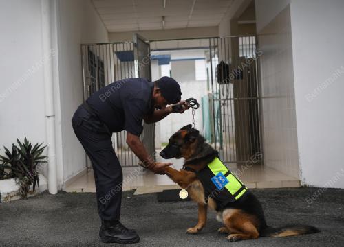 ANJING K9 POLIS PAHANG