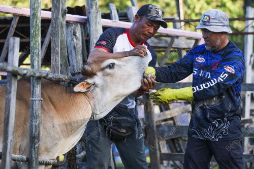 JANA PENDAPATAN DARI HOBI TERNAK HAIWAN